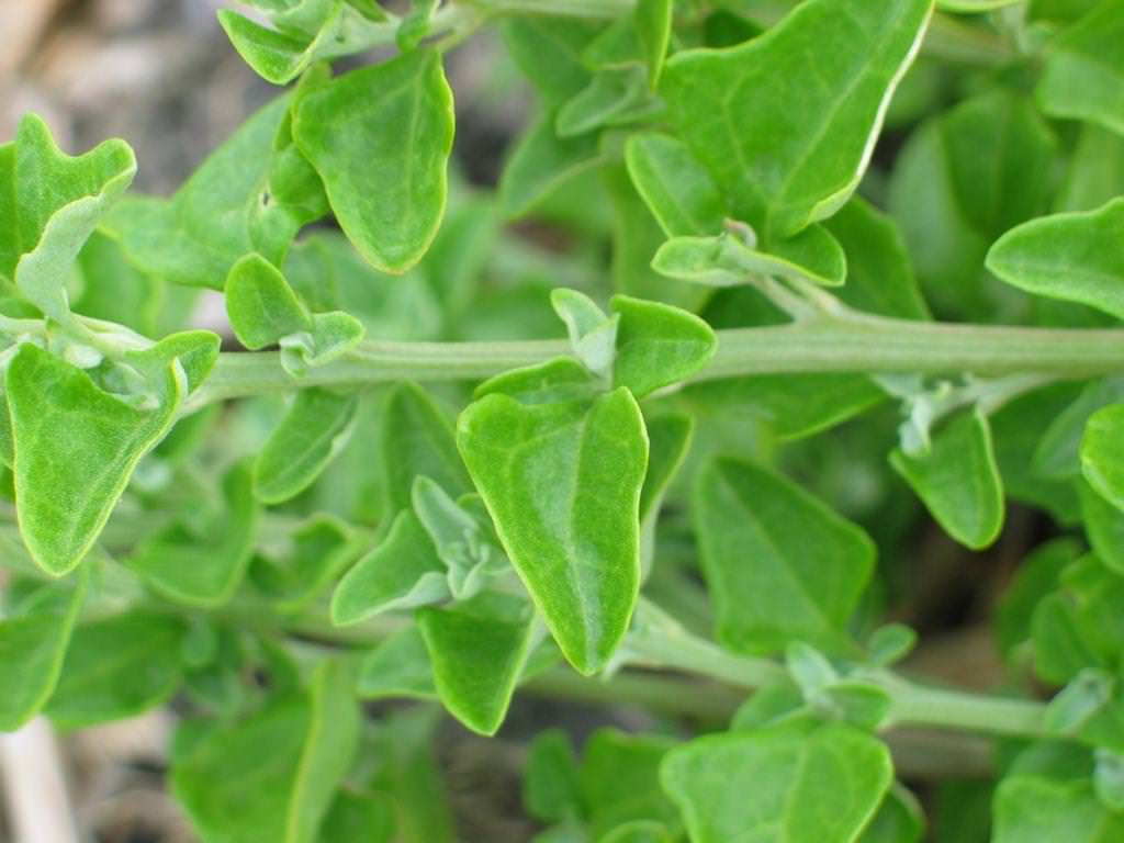 Bower Spinach - Tetragonia implexicoma - leaves.jpg